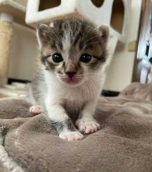 猫用ベッドで眠る子猫　その周りにいたのは…？