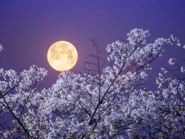 ４月２７日は年に一度の『願いが叶う』ピンクムーン！　見え方や時間をチェック
