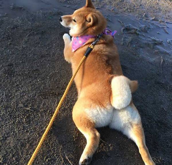 砂浜に寝そべる柴犬　飼い主が注意すると？