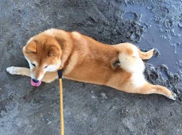 砂浜に寝そべる柴犬　飼い主が注意すると？