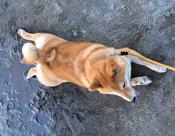 砂浜に寝そべる柴犬　飼い主が注意すると？