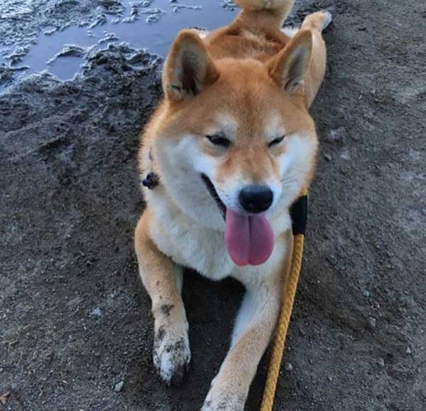 砂浜に寝そべる柴犬　飼い主が注意すると？