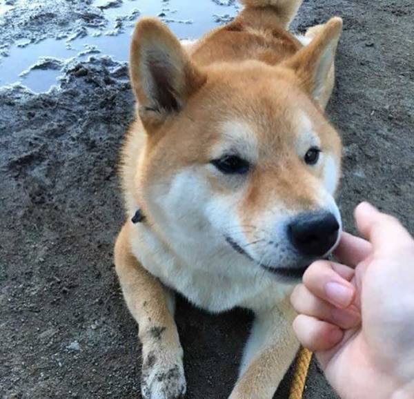 砂浜に寝そべる柴犬　飼い主が注意すると？