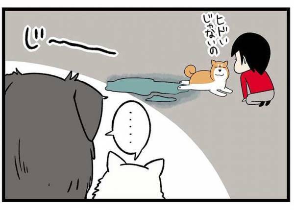 砂浜に寝そべる柴犬　飼い主が注意すると？