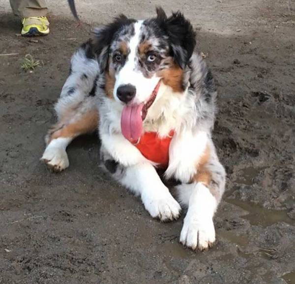 砂浜に寝そべる柴犬　飼い主が注意すると？