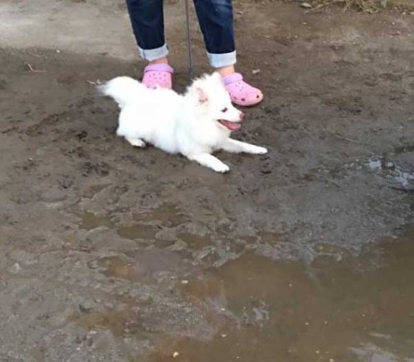 砂浜に寝そべる柴犬　飼い主が注意すると？