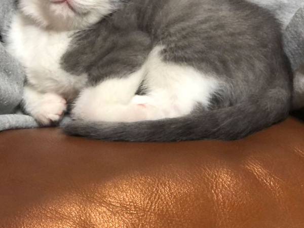 元保護猫、飼い主の家で愛情たっぷり成長中　『寝顔』が物語る、幸せな日々