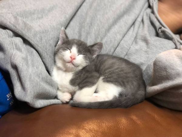 元保護猫、飼い主の家で愛情たっぷり成長中　『寝顔』が物語る、幸せな日々