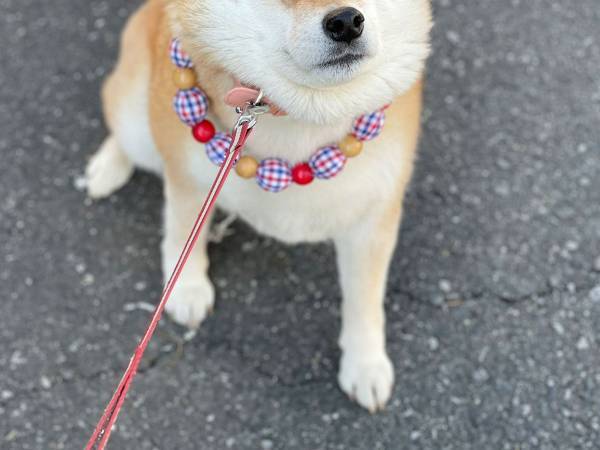 バスを待つ園児に、柴犬が笑われた理由とは　「可愛すぎ」「大人でも笑ってしまう」