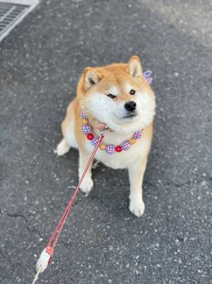 バスを待つ園児に、柴犬が笑われた理由とは　「可愛すぎ」「大人でも笑ってしまう」