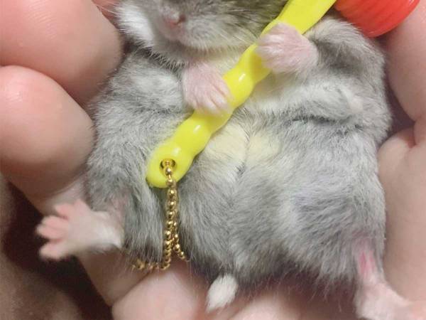 ハムスターが写る１枚に、１０万人が『いいね』　その理由がこちら！