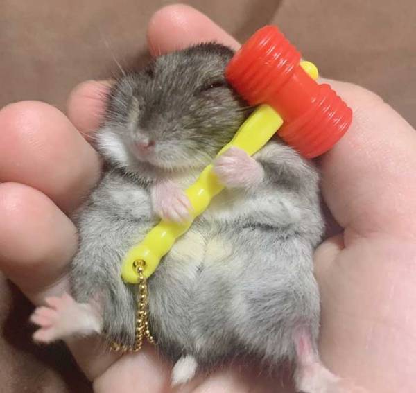 ハムスターが写る１枚に、１０万人が『いいね』　その理由がこちら！