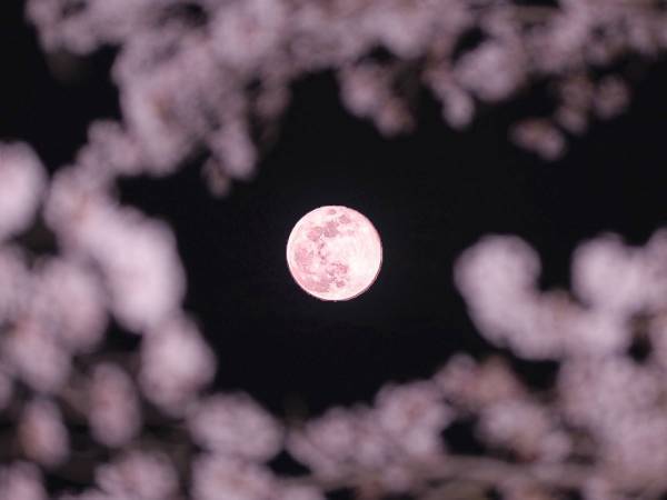 ご利益があるかも　ピンクムーンと桜を撮影した写真が神秘的