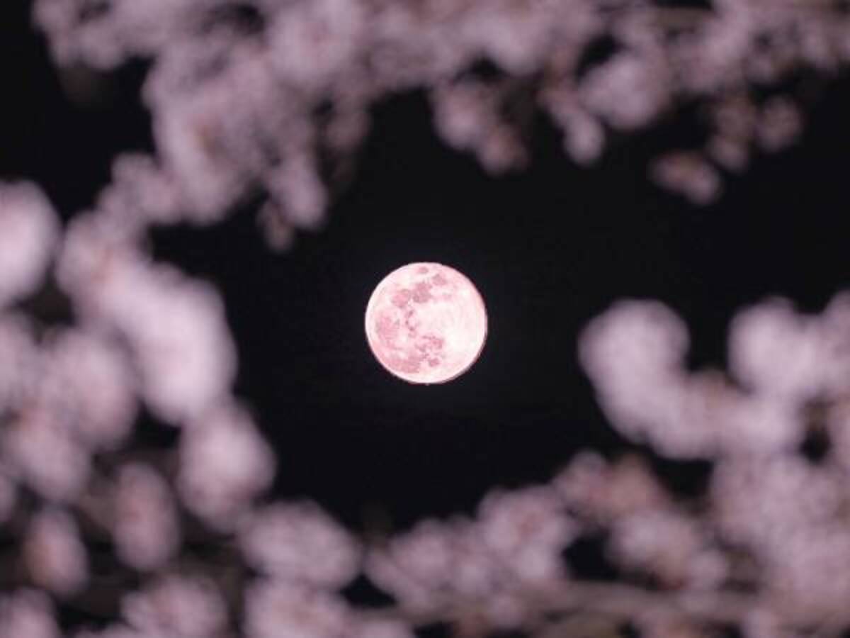 ご利益があるかも ピンクムーンと桜を撮影した写真が神秘的 21年4月28日 ウーマンエキサイト 1 2
