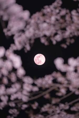 ご利益があるかも　ピンクムーンと桜を撮影した写真が神秘的