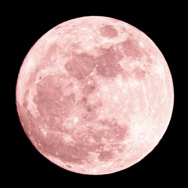 ご利益があるかも ピンクムーンと桜を撮影した写真が神秘的 21年4月28日 ウーマンエキサイト 1 2