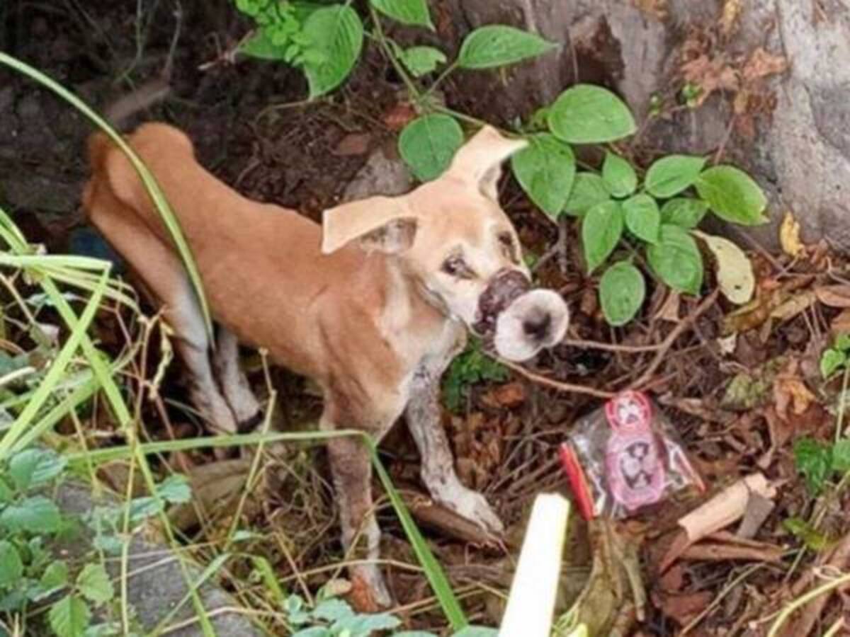 脚と口を縛られた状態で見つかった瀕死の子犬 現在の姿に笑みがこぼれる 21年4月28日 ウーマンエキサイト 1 3