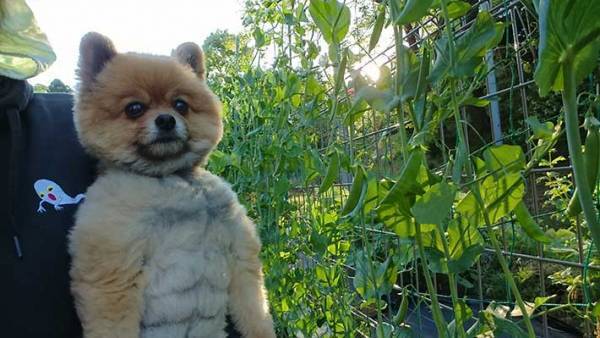 ポメラニアンの写る１枚に吹き出す！　お腹をよく見てみると？