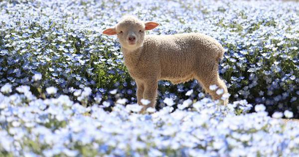 臨時休園中に、ネモフィラ畑を散歩する子羊　かわいすぎる８枚の写真に癒される