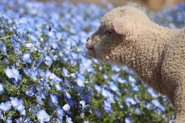 臨時休園中に、ネモフィラ畑を散歩する子羊　かわいすぎる８枚の写真に癒される