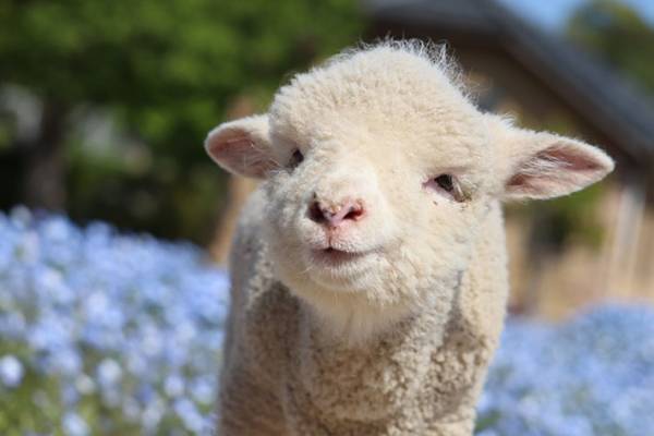 臨時休園中に、ネモフィラ畑を散歩する子羊　かわいすぎる８枚の写真に癒される