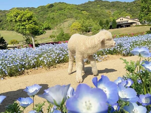 臨時休園中に、ネモフィラ畑を散歩する子羊　かわいすぎる８枚の写真に癒される