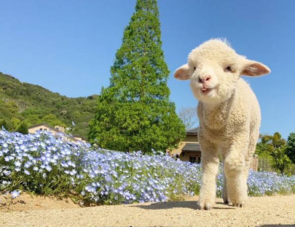 臨時休園中に、ネモフィラ畑を散歩する子羊　かわいすぎる８枚の写真に癒される