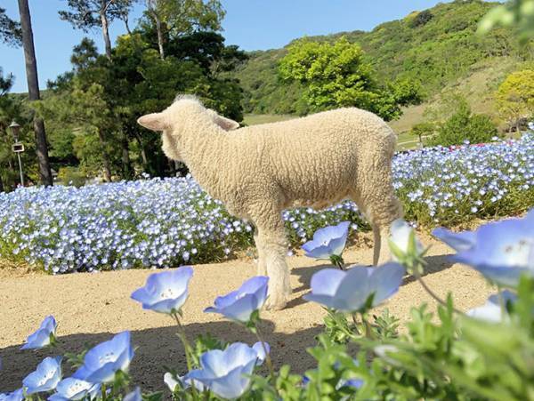 臨時休園中に、ネモフィラ畑を散歩する子羊　かわいすぎる８枚の写真に癒される