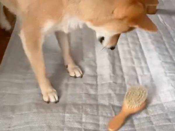 「声を出して笑った」「可愛い」　新しいブラシを購入した飼い主　柴犬に見せると…