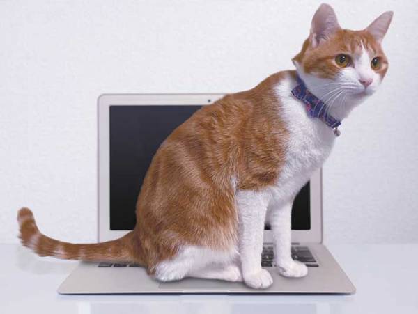 「パソコンが壊れそう」保護猫の現在の姿とは…