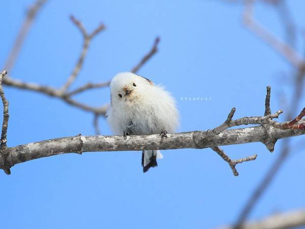 「かわいい」しか出てこない！　大人気のシマエナガが葉に包まれて…？【全３枚】