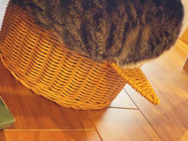 ２匹の猫が『同じカゴ』に入ってみると？　まさかのオチにクスッ！