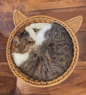 ２匹の猫が『同じカゴ』に入ってみると？　まさかのオチにクスッ！