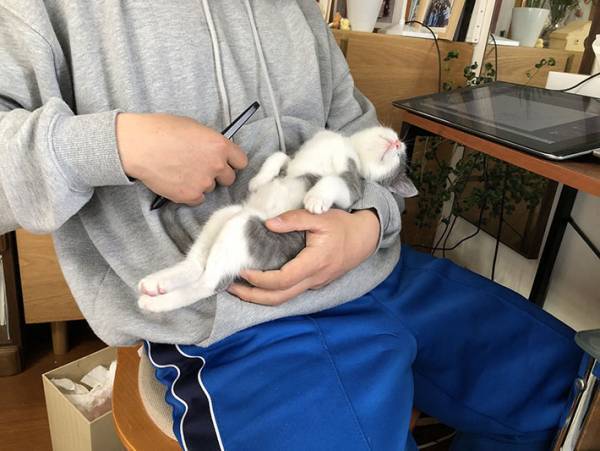 「仕事どころじゃない」　生後３か月の子猫が腕の中で見せる寝顔に反響