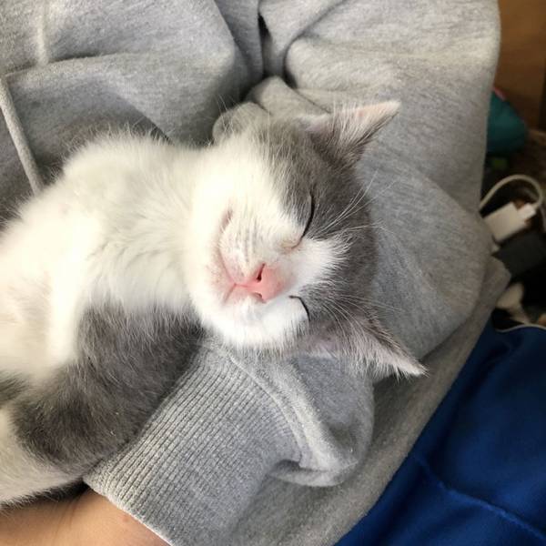 「仕事どころじゃない」　生後３か月の子猫が腕の中で見せる寝顔に反響