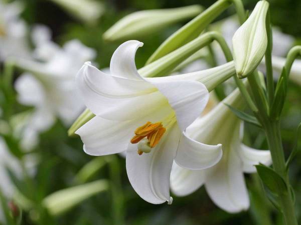 「早すぎる」「ショックです」　河野洋一郎さん、６０歳の若さで亡くなる