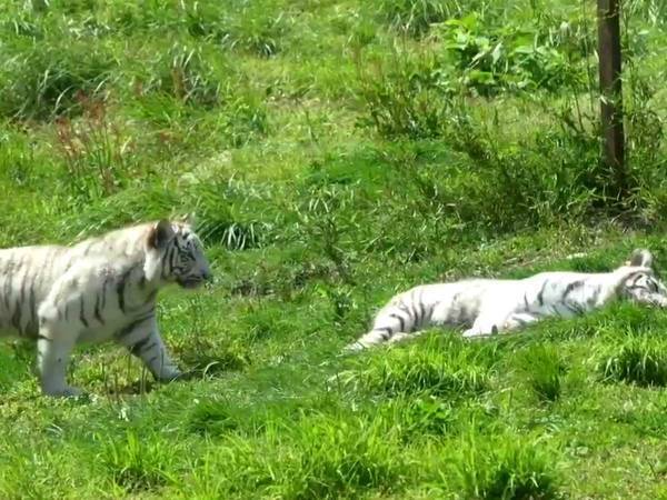 左からゆっくりと近づく子トラ、その後の行動に１３万人が『いいね』！