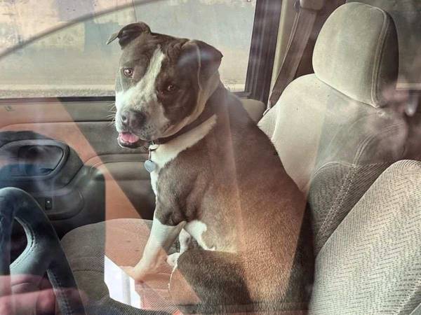 よくやった！　急病で倒れた男性を救ったのは…１年前に拾った元野良犬