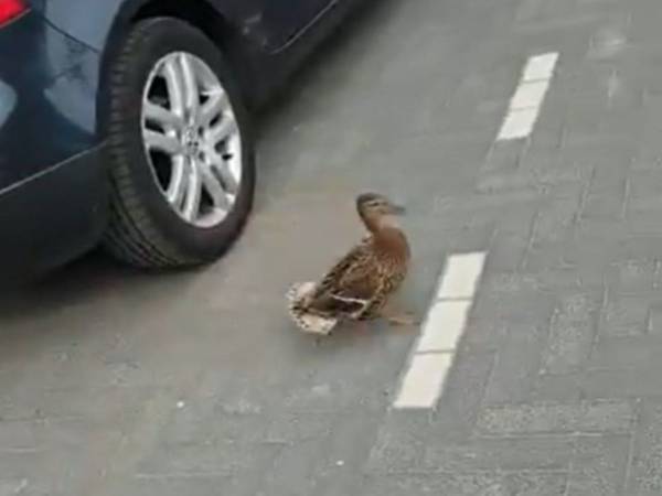 カモの親子のお引越し　子ガモがいないと思ったら？　「感動的」「ありがとう」