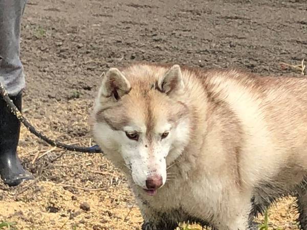 ドブに入って動物が変わった！？　シベリアンハスキーの姿に「笑ってしまった！」の声