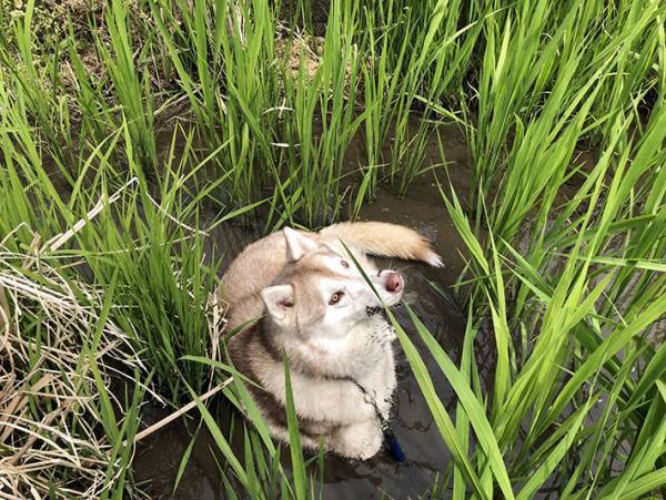ドブに入って動物が変わった！？　シベリアンハスキーの姿に「笑ってしまった！」の声