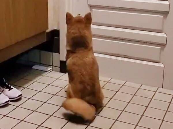６秒の動画に１５万人がキュン 飼い主への 愛情 がだだ漏れの柴犬 21年5月2日 ウーマンエキサイト 1 2