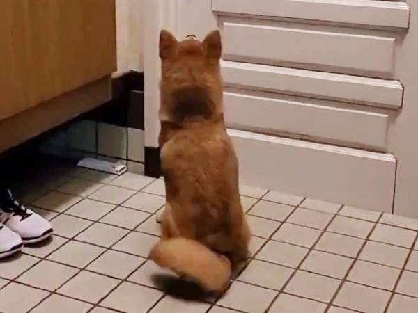 ６秒の動画に１５万人がキュン　飼い主への『愛情』がだだ漏れの柴犬