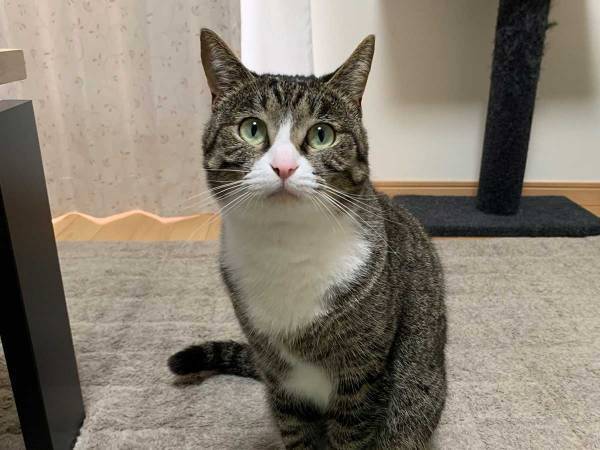 「笑った」「これは強気の訴え」　抗議するように見つめる猫の、足元を見ると？