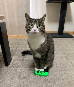 「笑った」「これは強気の訴え」　抗議するように見つめる猫の、足元を見ると？