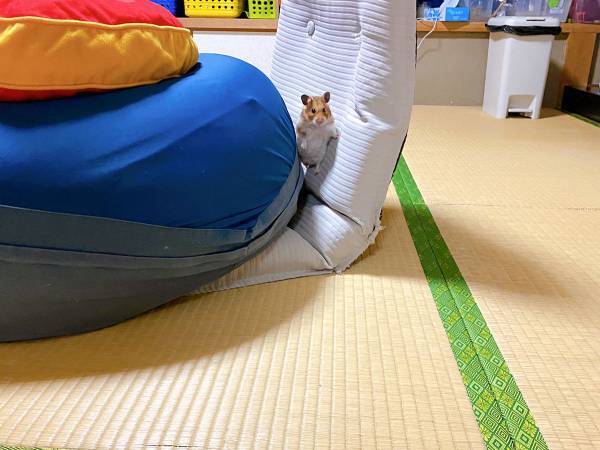 言葉につまってしまうハムスターの姿　どうしてこうなった！？