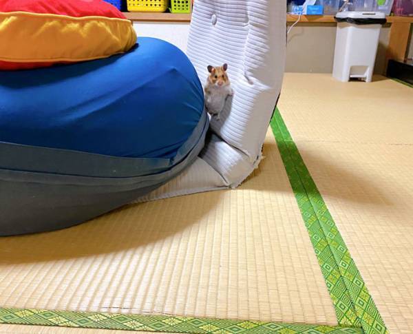 言葉につまってしまうハムスターの姿　どうしてこうなった！？