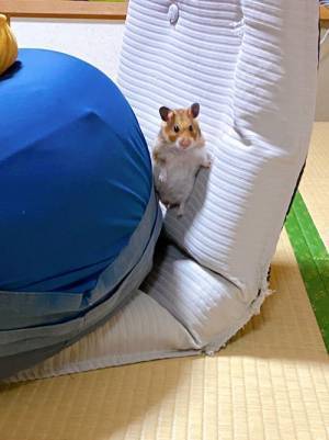言葉につまってしまうハムスターの姿　どうしてこうなった！？