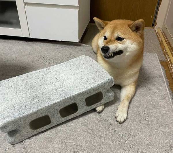 ブロッククッションを渡したら…？満点のリアクションを見せる柴犬に、吹き出す