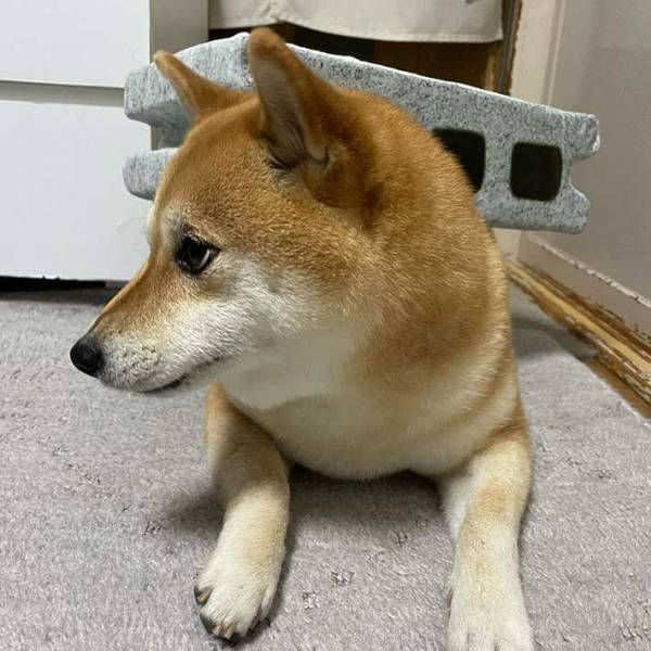 ブロッククッションを渡したら…？満点のリアクションを見せる柴犬に、吹き出す